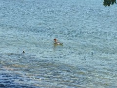 ducks; Canandaigua Lake