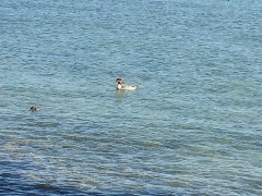 ducks; Canandaigua Lake