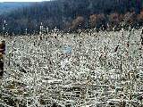 Ruth Bennett McDougal Dorrough; hike around Canandaigua Lake