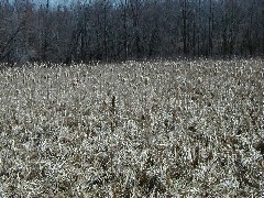 Hiking Day Trips Cayuga County Trail