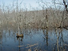 Hiking Day Trips Cayuga County Trail