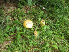 Hiking; Day Trips; Mushrooms; Cutler Boy Scout Camp