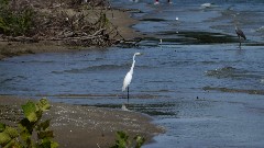 heron bird; East Harbor State Park