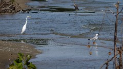 heron bird; East Harbor State Park