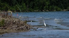 heron bird; East Harbor State Park