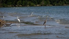 heron bird; East Harbor State Park