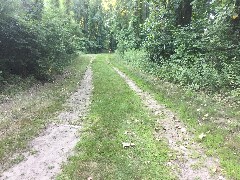 deer; West Harbor Trail; Marblehead, OH