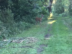 deer; West Harbor Trail; Marblehead, OH