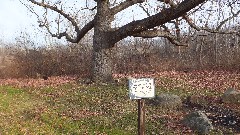 sign Quercus Alba; White Oak; FLCC