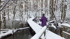 Lyn Jacobs; FLCC swamp, NY