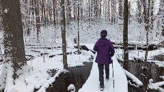 Lyn Jacobs; FLCC swamp, NY