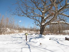 White Oak tree; Quercus alba ; FLCC