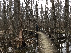 Ruth Bennett McDougal Dorrough; FLCC Boardwalk in swamp near CMAC, NY