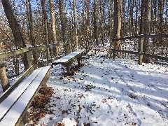 FLCC Boardwalk in swamp near CMAC, NY