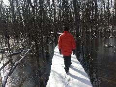 Ruth Bennett McDougal Dorrough; FLCC Boardwalk in swamp near CMAC, NY