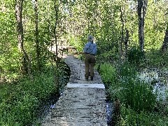 Ruth Bennett McDougal Dorrough; FLCC Boardwalk in swamp near CMAC, NY