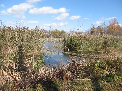 Hiking; Day Trips; Genesee Valley Greenway; swamp