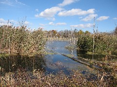 Hiking; Day Trips; Genesee Valley Greenway; swamp