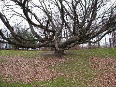 Hiking; Day Trips; Genesee Valley Greenway; Genessee Valley Park tree