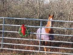 Horse; Hiking; Day Trips; Genesee Valley Greenway