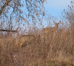 Two bucks; Hiking; Day Trips; Genesee Valley Greenway