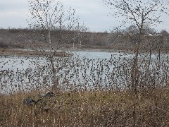 Geese on the pond; Hiking; Day Trips; Genesee Valley Greenway