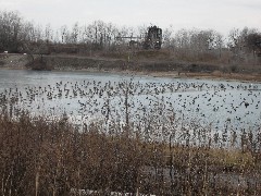 Geese on the pond; Hiking; Day Trips; Genesee Valley Greenway