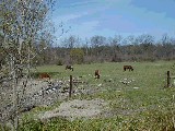 Genesse Valley Greenway Hiking Day Trips horses