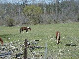 Genesse Valley Greenway Hiking Day Trips horses