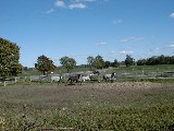 Hiking Day Trips Genesee Valley Greenway horses