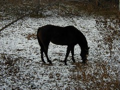 Hiking Day Trips Genesee Valley Greenway horses