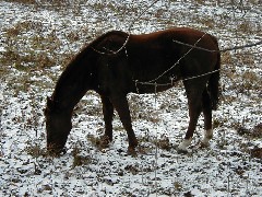 Hiking Day Trips Genesee Valley Greenway horse