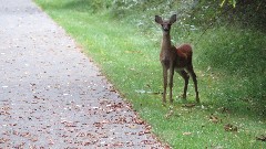 deer; Greenbrier River Trail, WV