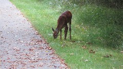 deer; Greenbrier River Trail, WV
