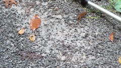 tiny Lizard; Greenbrier River Trail, WV