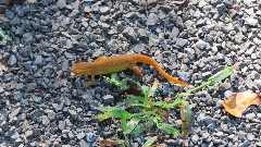 tiny Lizard; Greenbrier River Trail, WV