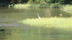 egret ; Greenbrier River Trail, WV