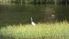 egret ; Greenbrier River Trail, WV