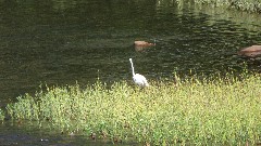 egret ; Greenbrier River Trail, WV