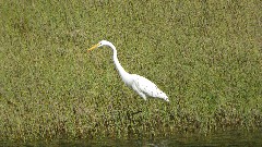 egret ; Greenbrier River Trail, WV