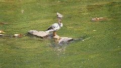 bird (duck hen); Greenbrier River Trail