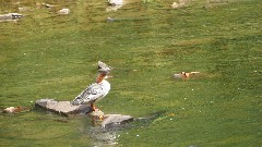 duck; Greenbrier River Trail, WV