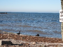 Hamlin Beach State Park Day Trips Hiking Geese