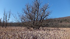 Hemlock Lake