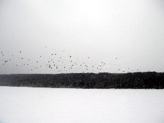 Hiking; Day Trips; Hemlock Lake; geese