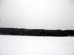 Hiking; Day Trips; Hemlock Lake; geese