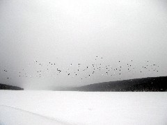 Hiking; Day Trips; Hemlock Lake; geese