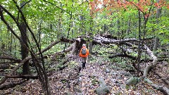 Ruth Bennett McDougal Dorrough; Hi-Tor, Naples, NY; Old Tree