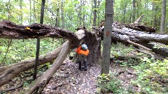 Ruth Bennett McDougal Dorrough; Hi-Tor, Naples, NY; Old Tree