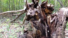 Ruth Bennett McDougal Dorrough; Hi-Tor, Naples, NY; Old Tree